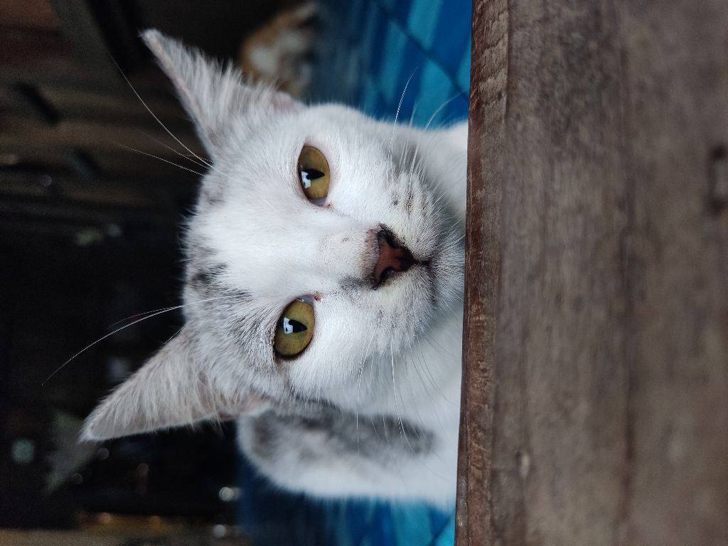 miranda4.base.eth Basenames (.base.eth domains) based on ENS PFP