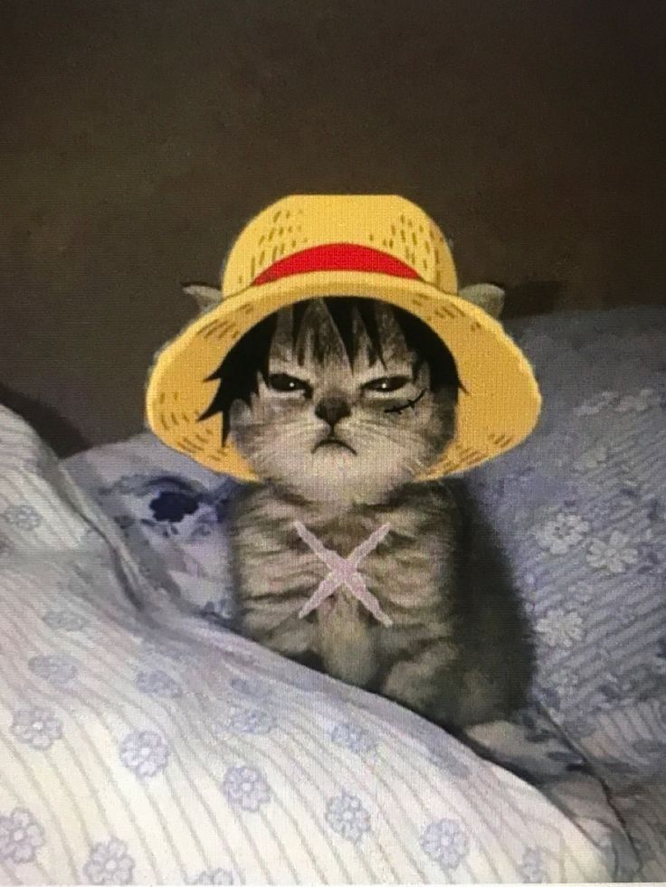 tnpororo's Farcaster avatar