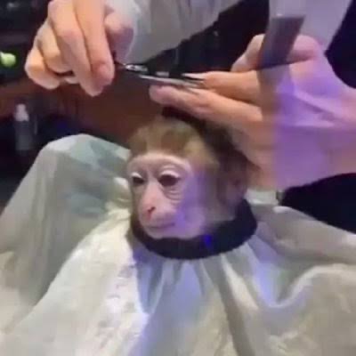 Whoosh pfp