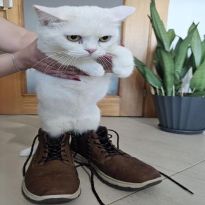 Rispaw pfp