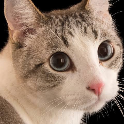 Mac's Farcaster avatar