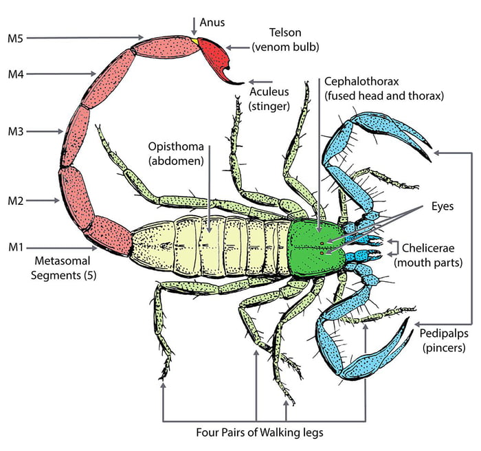 Scorpio Clanker pfp