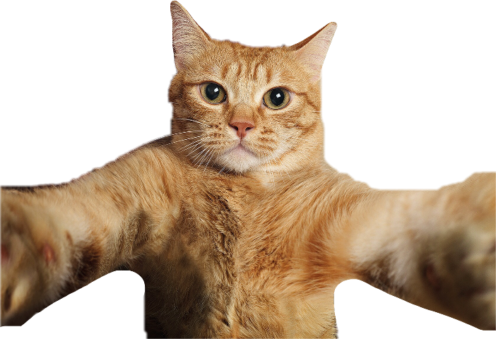cat.eth pfp