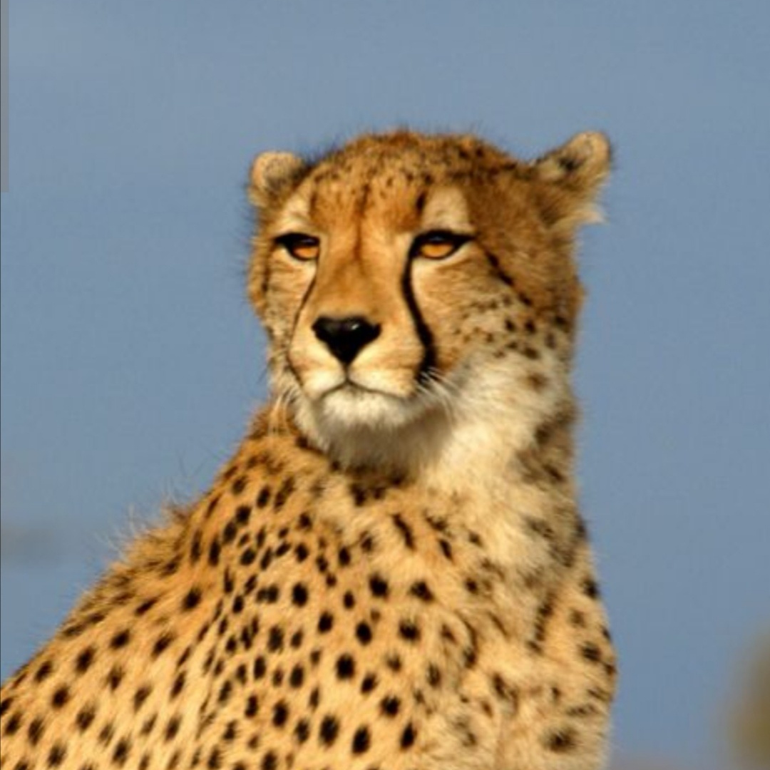 Vahid's Farcaster avatar