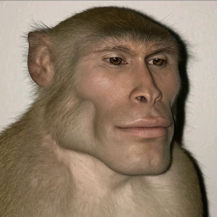 Siatong pfp