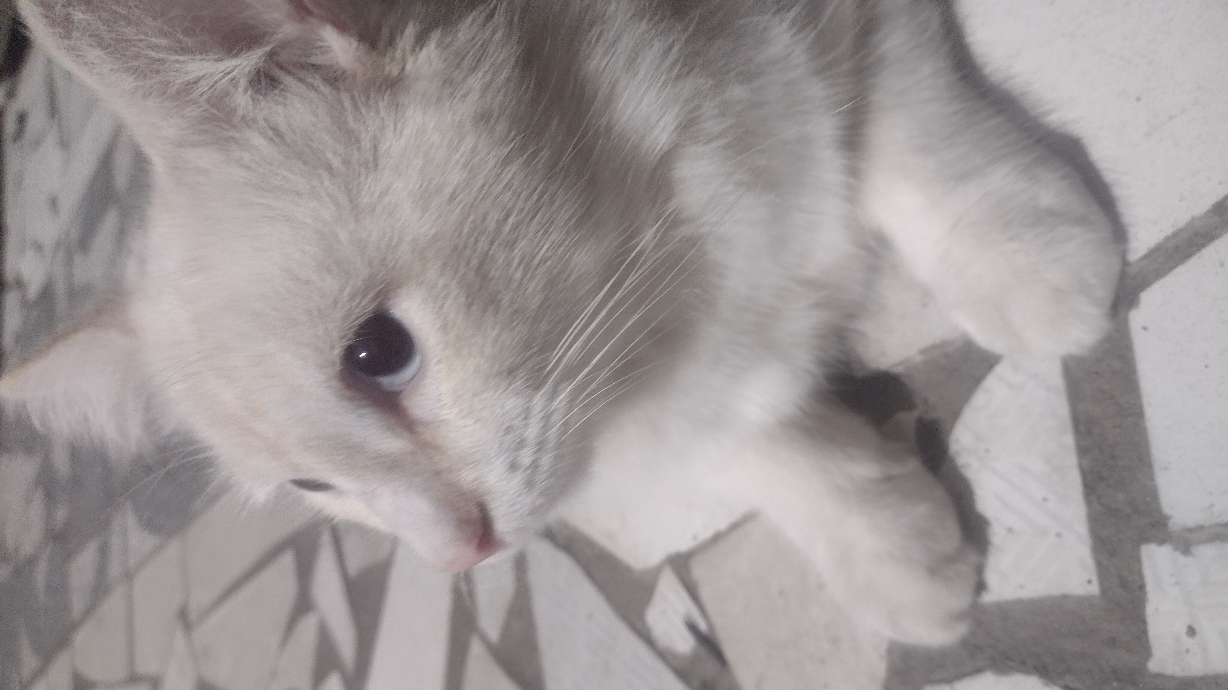 Novo pfp